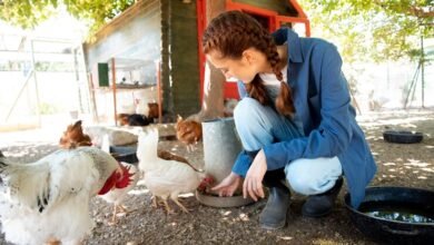 h style cat harness on chicken