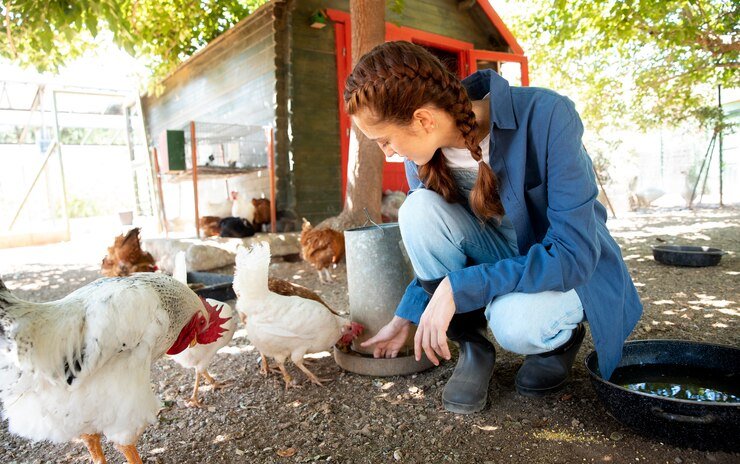 h style cat harness on chicken